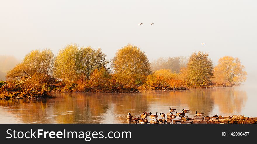 GÃ¤nse Im Herbst