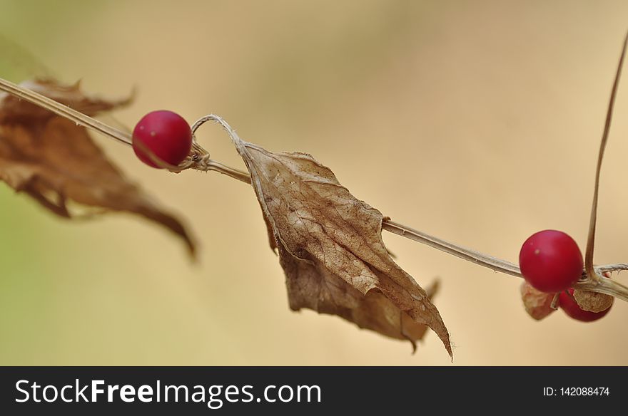 three red fruits