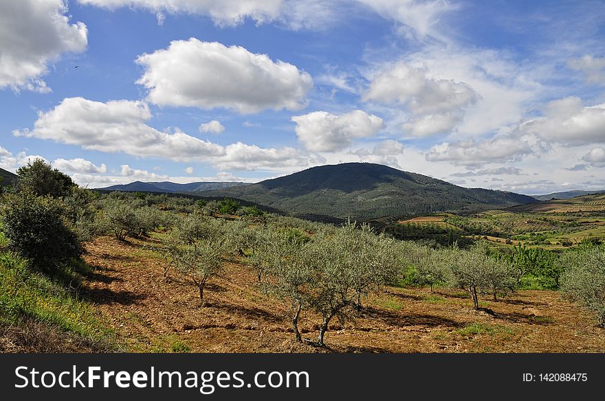 Campos De Olivos Y Cerezos