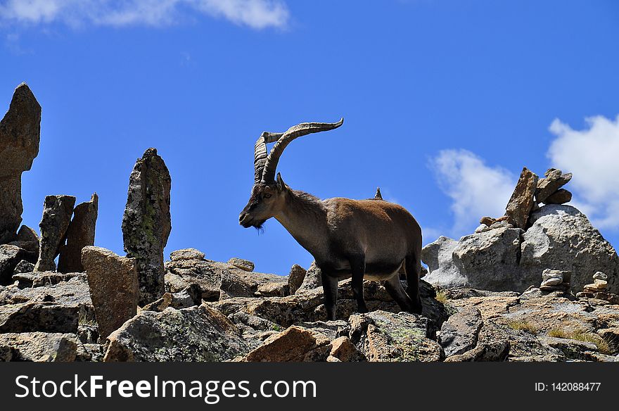 Capra pyrenaica victoriae es una subespecie de cabra montés autóctona de varias serranías del centro de la península Ibérica. Su mayor población se encuentra en la sierra de Gredos, entre las provincias de Cáceres y Ávila; también existe una población destacada en Las Batuecas.