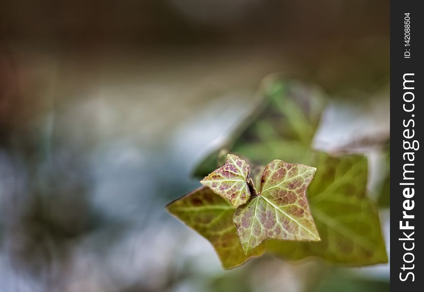 Winter leaves