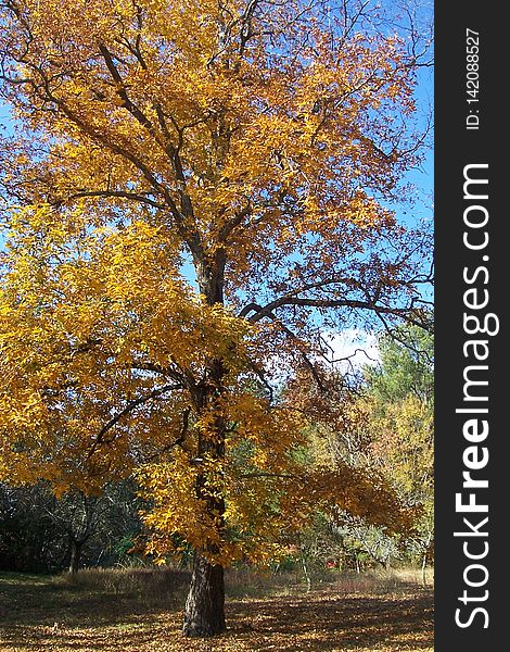 Hickory Tree in Fall, Autumn.
