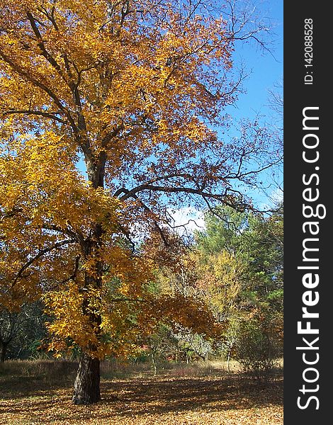 Hickory Tree In Fall 3