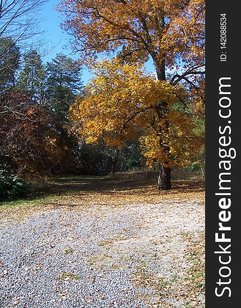 Hickory Tree In Fall 2