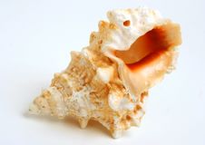Sea Cockleshell Stock Photo