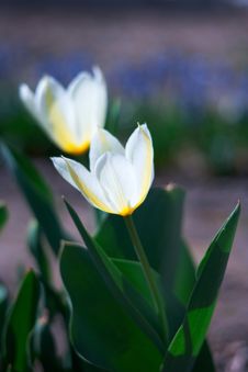 White Spring A Young Tulip Royalty Free Stock Image White Spring A Young Tulip Royalty Free Stock Image