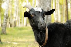 Goat (close Up) Royalty Free Stock Photography Goat (close Up) Royalty Free Stock Photography
