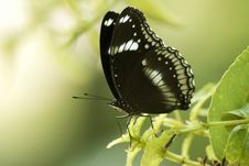 Common Egg Fly Butterfly Royalty Free Stock Image Common Egg Fly Butterfly Royalty Free Stock Image