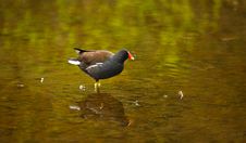 A Moorhen Royalty Free Stock Photography