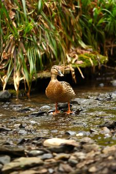 A Mallard Duck Stock Images
