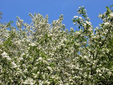 Apple-tree Blossom Stock Photos