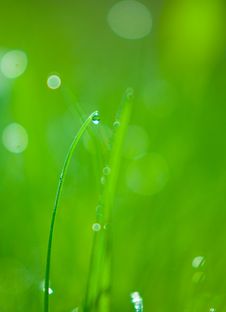 Morning Dew Royalty Free Stock Photography