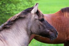 Horse Stock Images Horse Stock Images