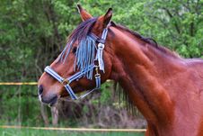 Horse Royalty Free Stock Images Horse Royalty Free Stock Images