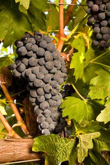 Bunch Of Ripe Red Wine Grapes Close Up Stock Photos Bunch Of Ripe Red Wine Grapes Close Up Stock Photos