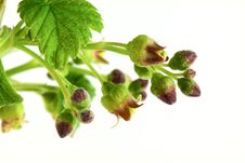 Currant Branch Royalty Free Stock Photography Currant Branch Royalty Free Stock Photography