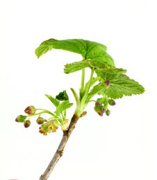 Currant Branch Stock Photo Currant Branch Stock Photo