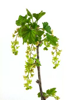 Currant Branch Stock Photos Currant Branch Stock Photos