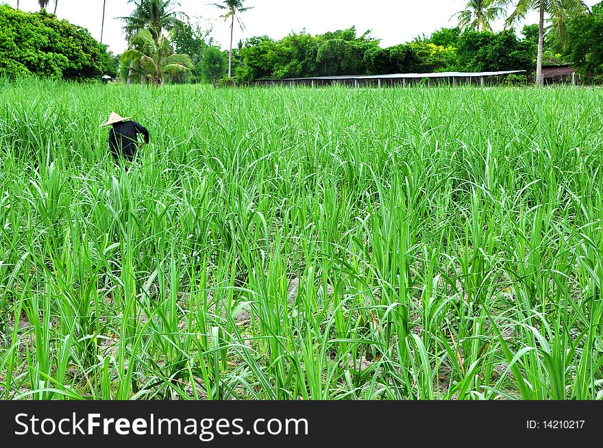 Young sugar cane field