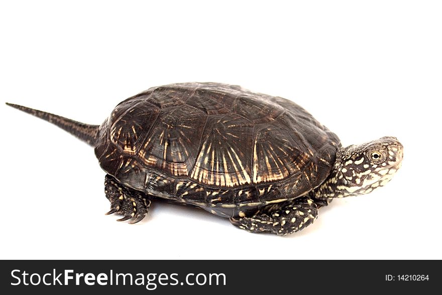 Turtle on a white background