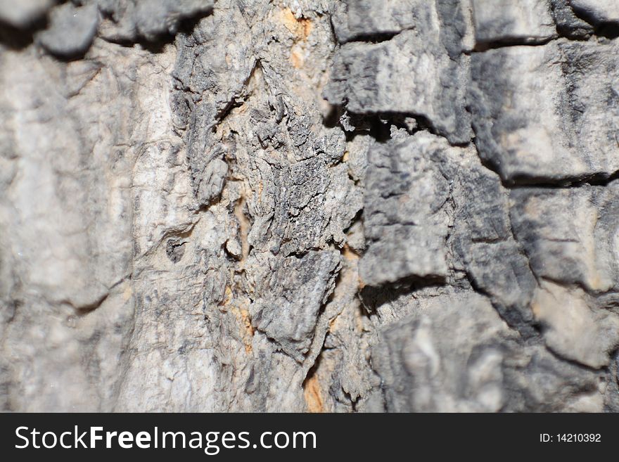 Bark is very like rock when viewed in micro. Bark is very like rock when viewed in micro