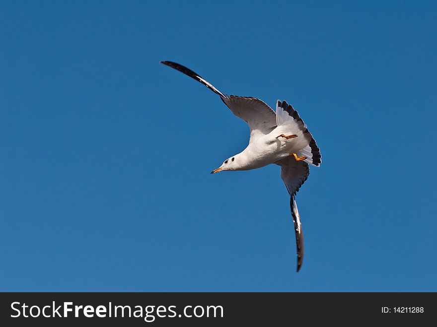 Flying seagull under bule sky