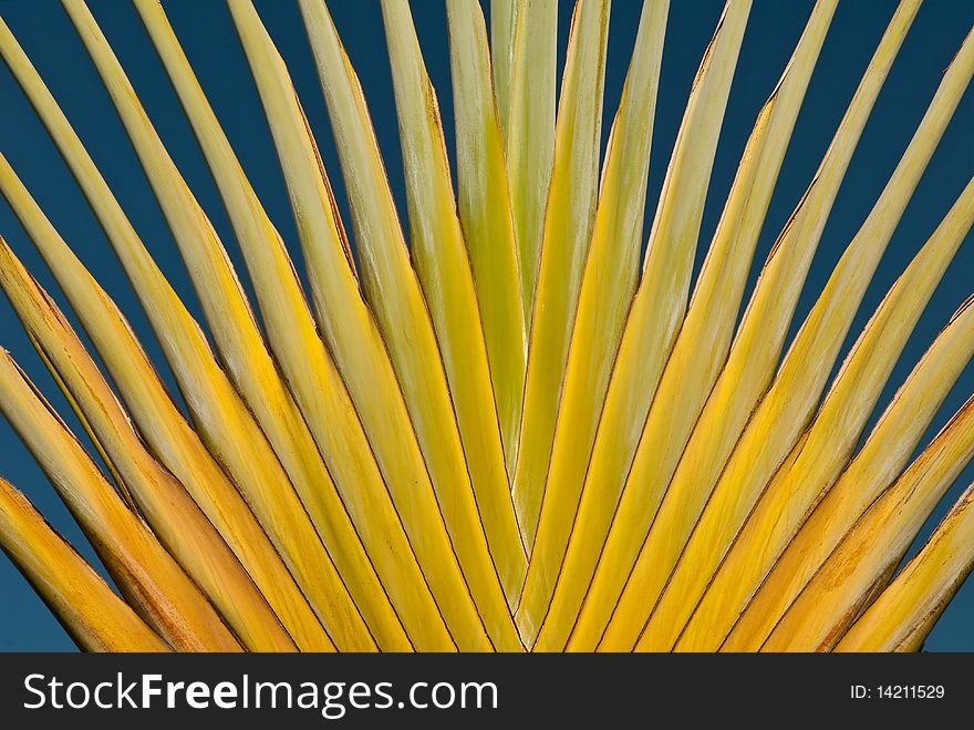 Yellow texture of tree on blue background