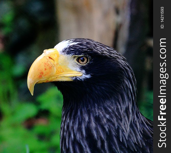 Steller's Sea Eagle