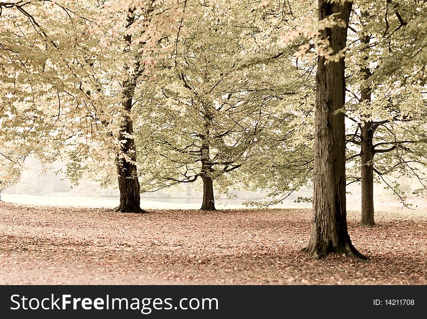 Autumnal trees in a park next to a lake. Quiet and serene atmosphere. Plenty copy spae for your text.