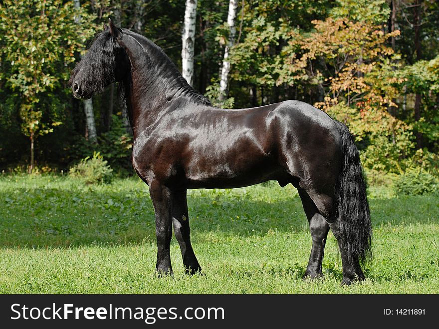 Black friesian stallion standing on the grass. Black friesian stallion standing on the grass