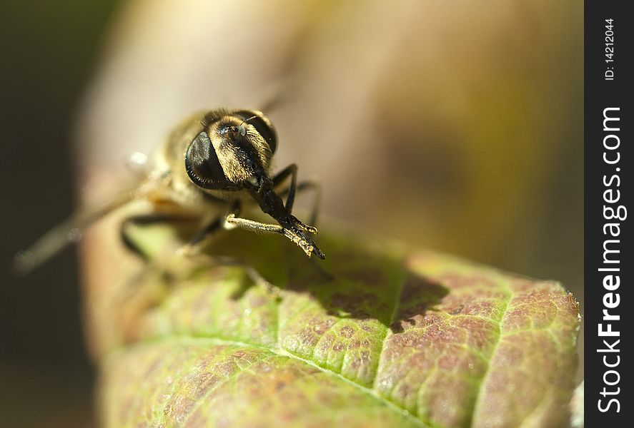 Honeybee has a rest on a leaf. Honeybee has a rest on a leaf