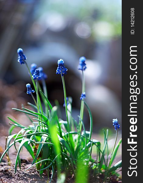 Spring young blue flowers on green stems