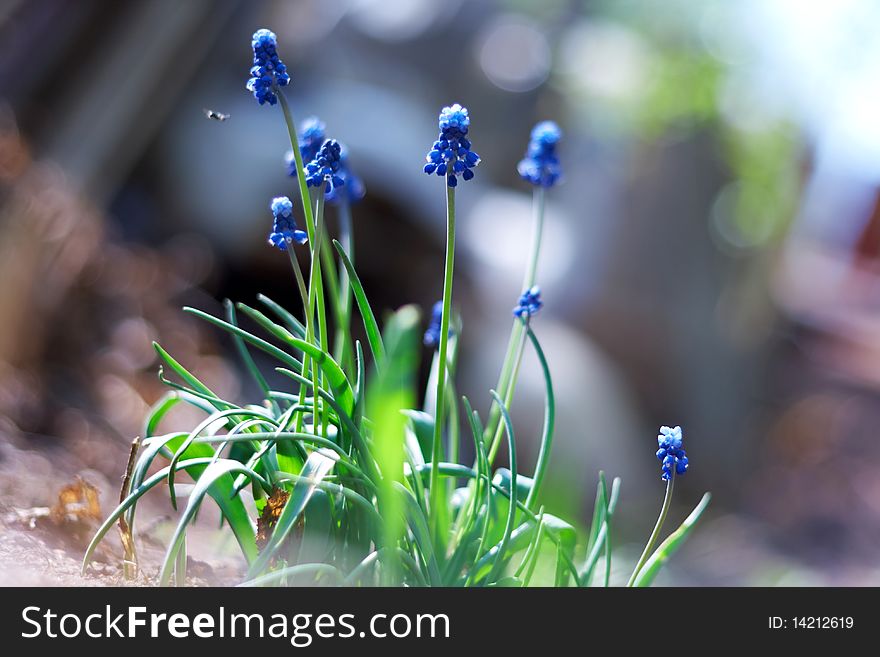 Spring young blue flowers