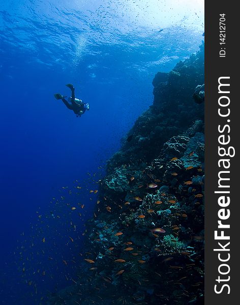 Diver in front of a reef in egypt with fishes