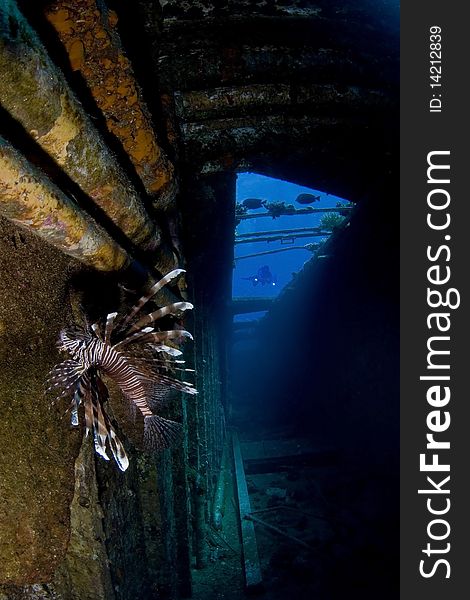 Lionfish in a wreck with diver in the background in egypt. Lionfish in a wreck with diver in the background in egypt