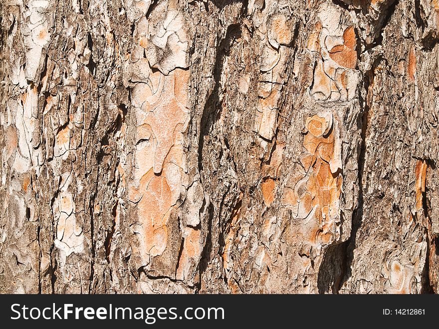 Pine bark of old of the taiga tree. Pine bark of old of the taiga tree