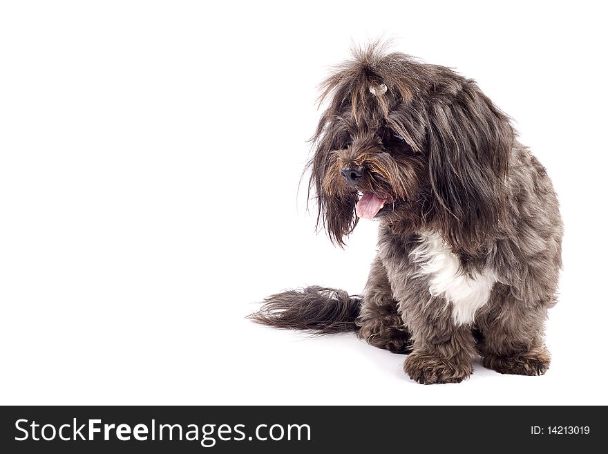 Black bichon standing on a white background looking at something. Black bichon standing on a white background looking at something