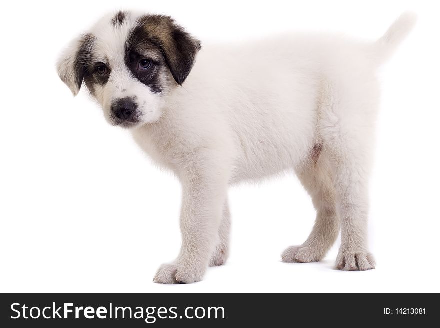 Bucovinean shepard puppy standing on a white backgraound