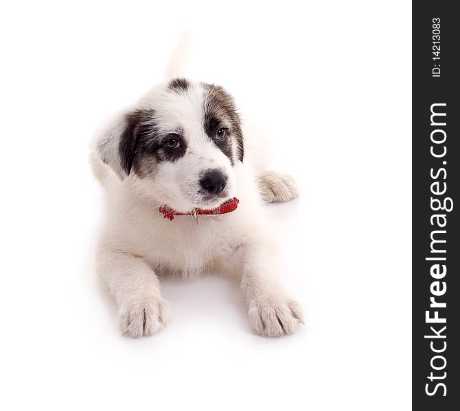 Picture of a seated puppy over white background