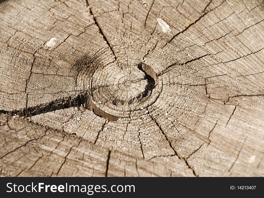 Core Of A Tree
