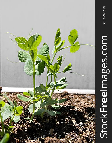 A young sugar pea plant growing toward the sun and just about to bear some beans. A young sugar pea plant growing toward the sun and just about to bear some beans.