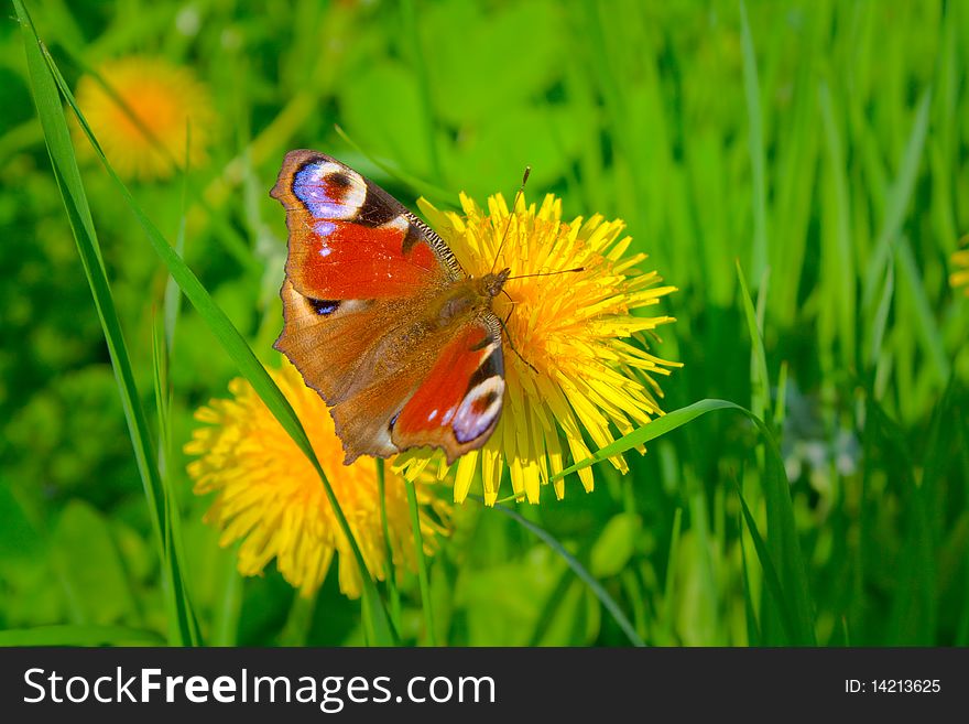 Beautiful multi-coloured butterfly sits on yellow flower of dandelion. Beautiful multi-coloured butterfly sits on yellow flower of dandelion.