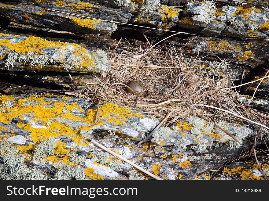 Common gulls nest with single egg. Common gulls nest with single egg.