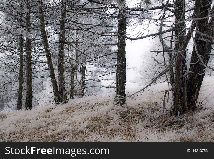 The pines and grass in winter