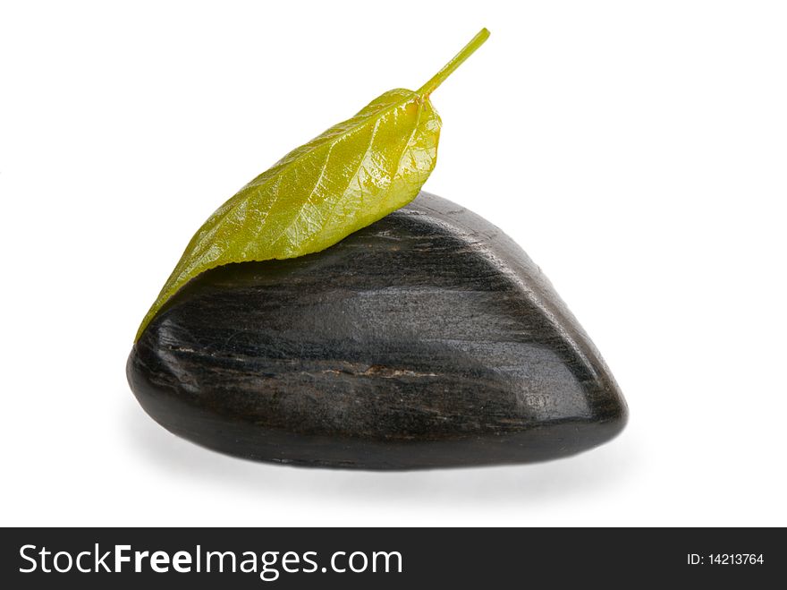 Tree sheet on dark stone isolated in white