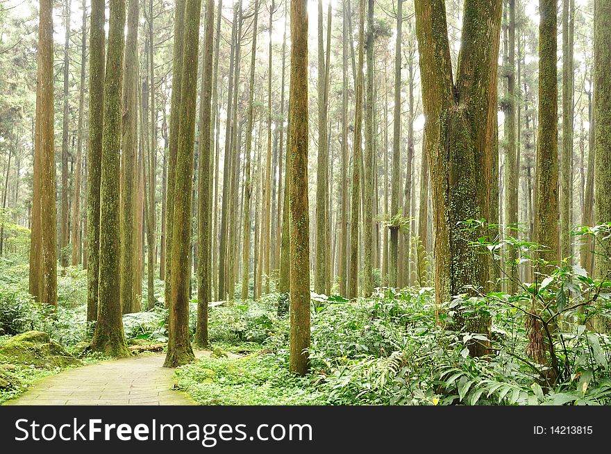 A forest with a hiking path