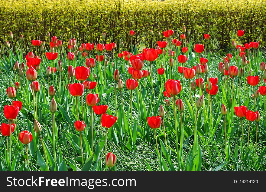 Red colored Tulips at full bloom