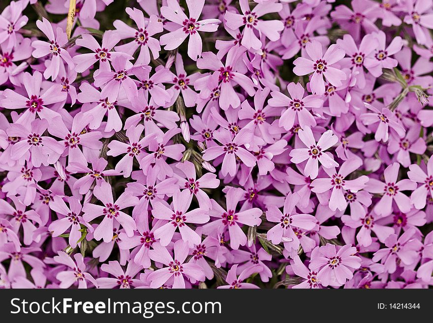 Flowers in the garden, phlox in full frame