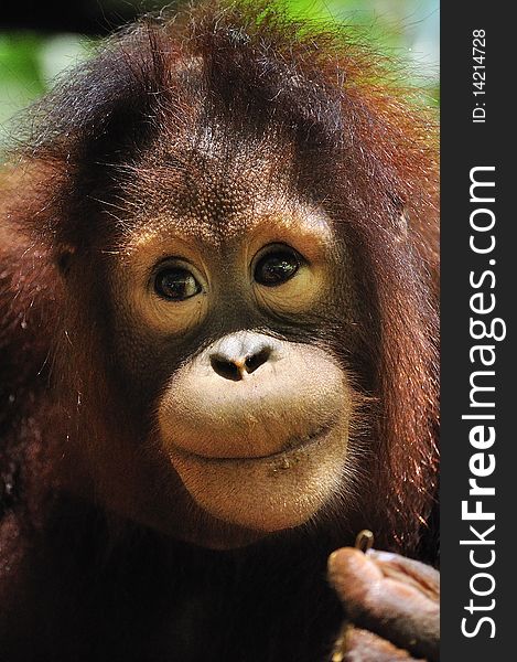 Face of an Orang Utan