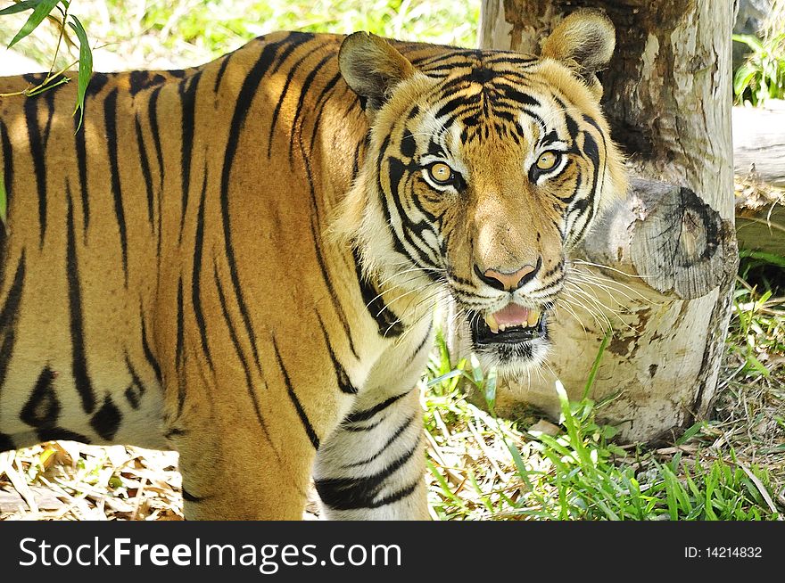 Was at the right timing when this tiger was looking at me. Was at the right timing when this tiger was looking at me